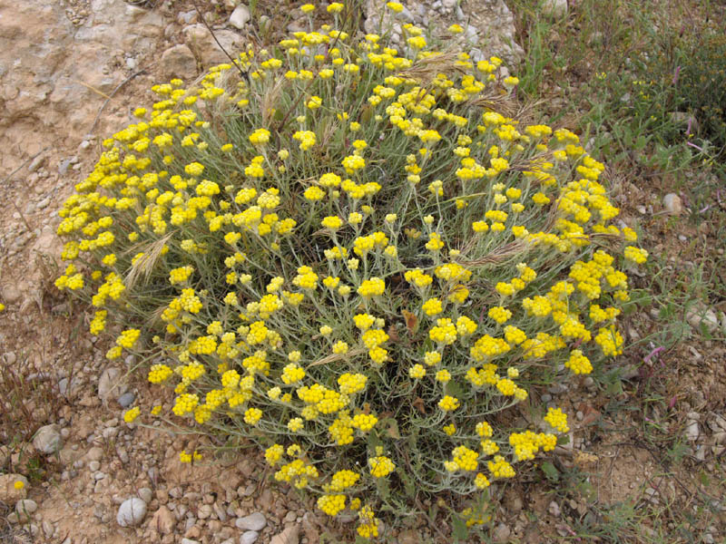 Helichrysum stoechas photo